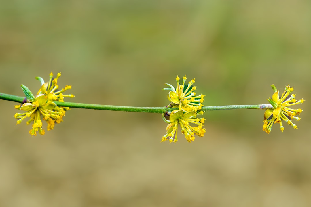 Cornelian cherry.