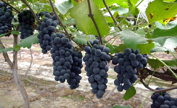 아침에 먹으면 좋은 과일 10