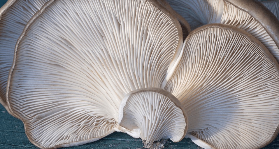 느타리 버섯 사진 - 1011678