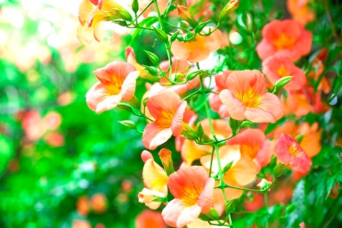 7월 꽃축제 꽃구경 인생사진 명소