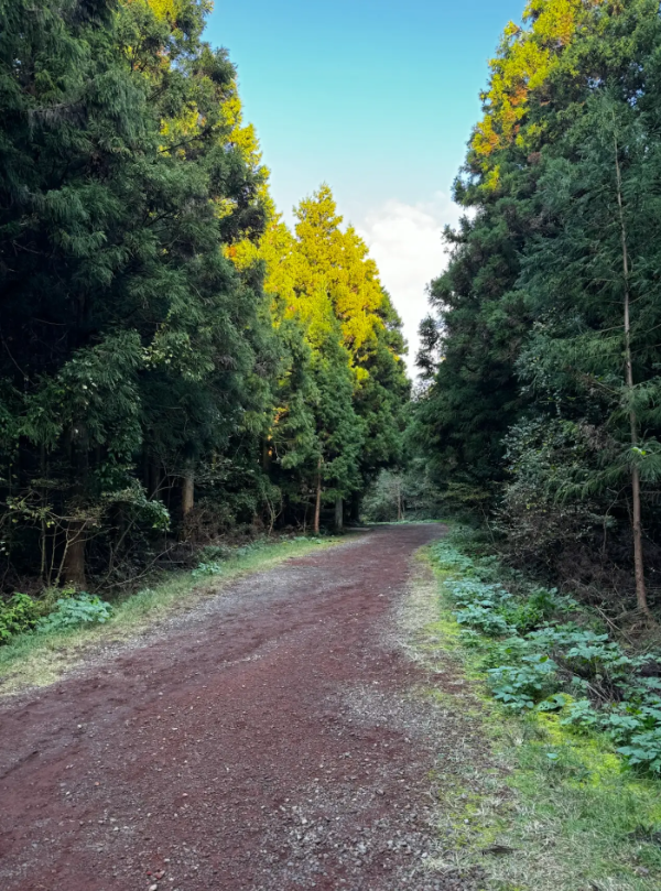 사려니숲길 화산송이