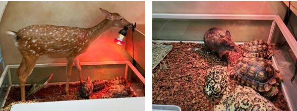 동종·이종 혼합 전시, 갈등과 스트레스 유발