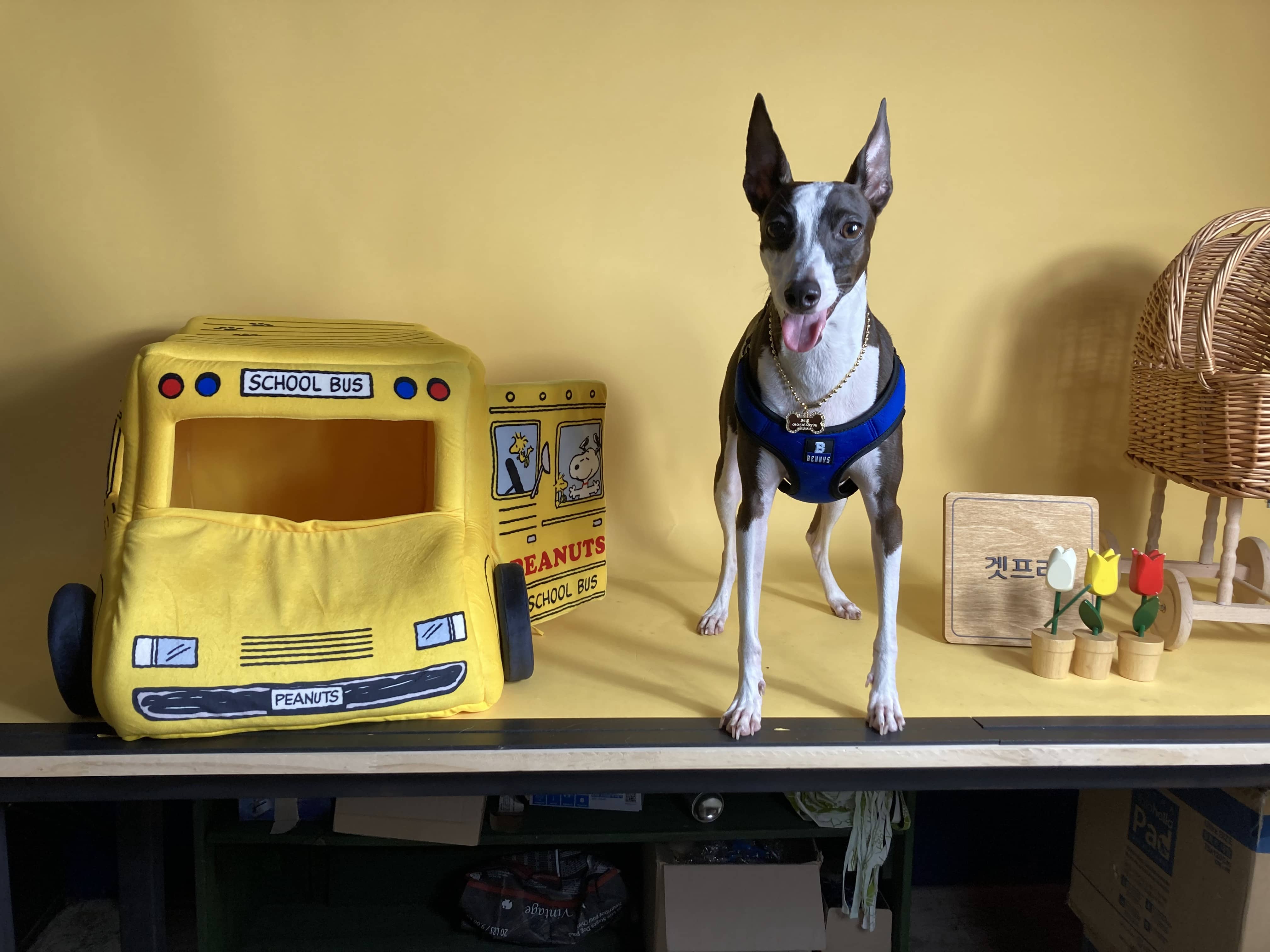 노령견의 사고력 증진: 두뇌 활동을 자극하는 놀이법