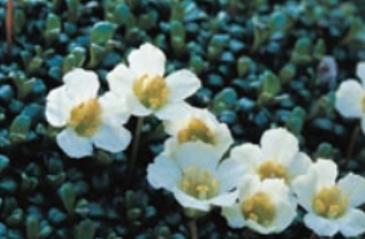 한라산 실시간 CCTV