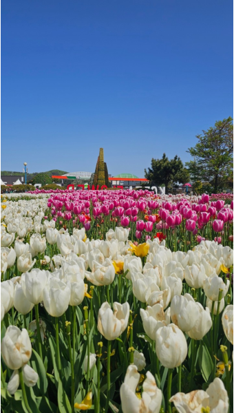 태안세계튤립축제사진