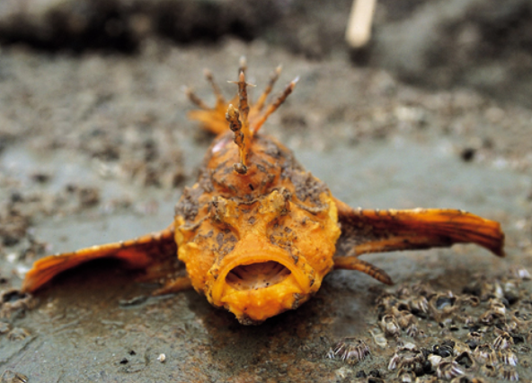 범치는 소화기 건강을 지원