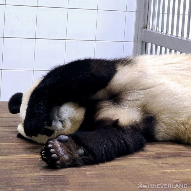 푸바오 중국 반환