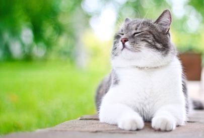 눈을 감고 일광욕을 하는 고양이.