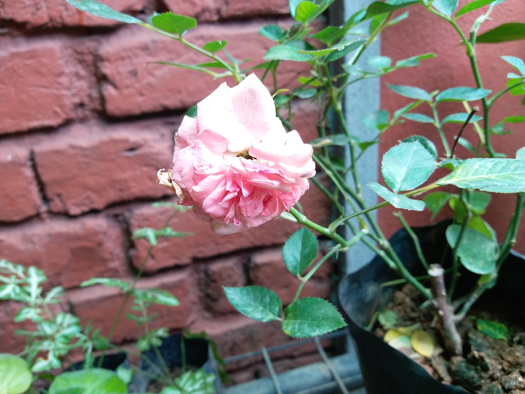 백화현상 (efflorescence)