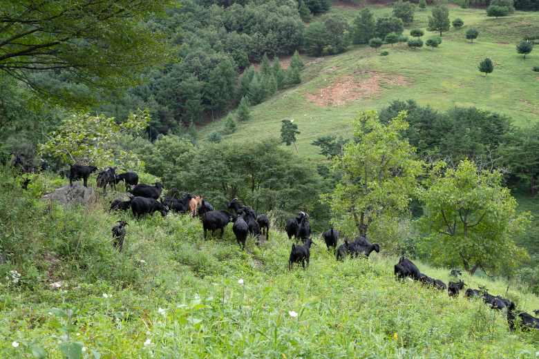 평창군 산너미목장 캠핑장 소개