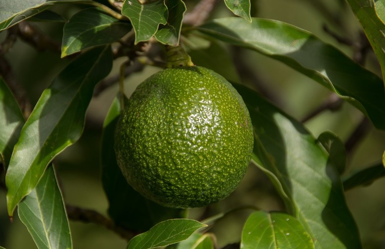 아보카도 효능｜종류｜제철｜아보카도 보관방법｜손질 방법｜먹는 방법