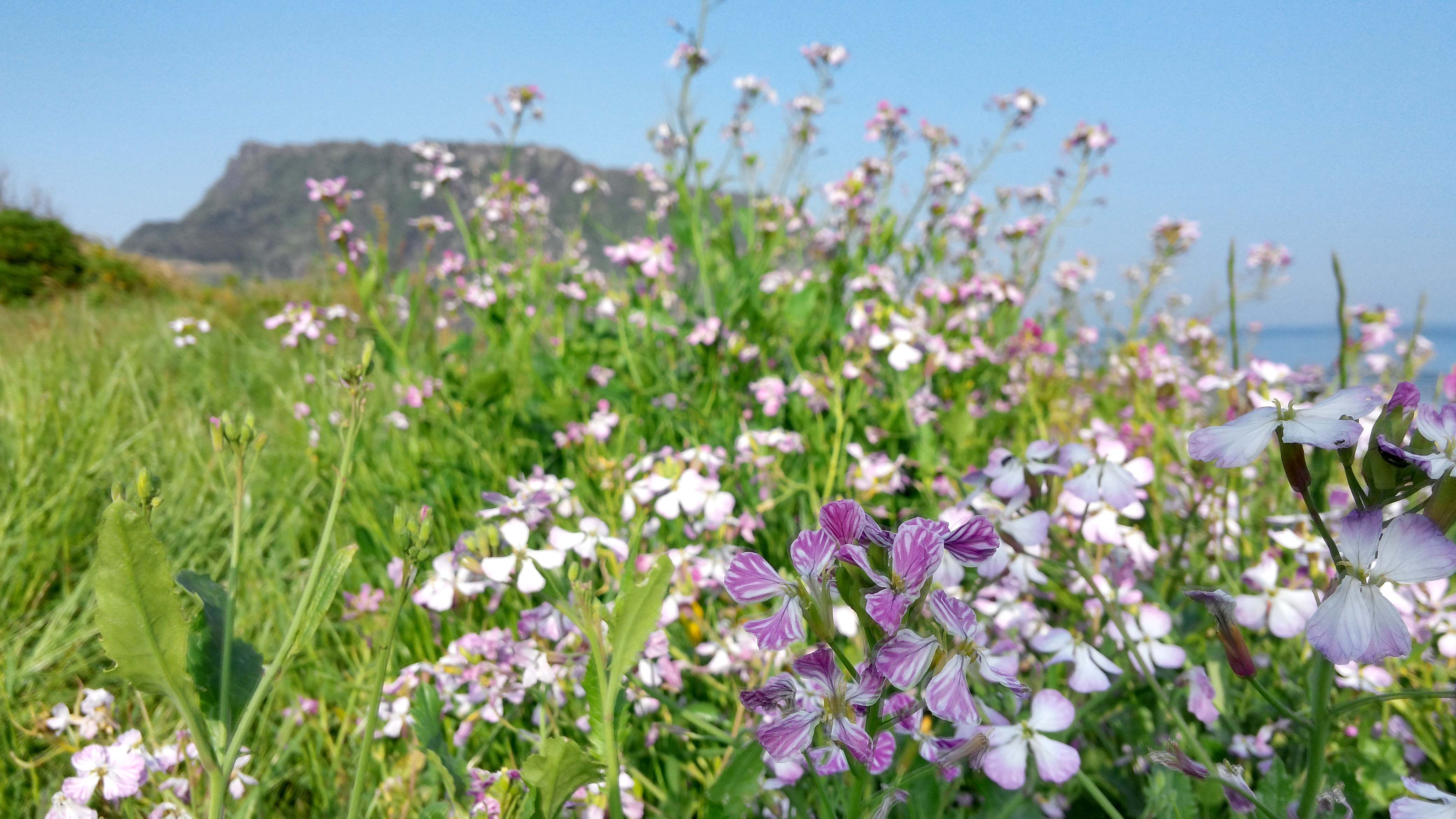 광치기해변(Gwangchigi Beach)