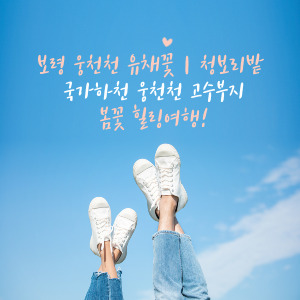 보령 웅천천 유채꽃|청보리밭