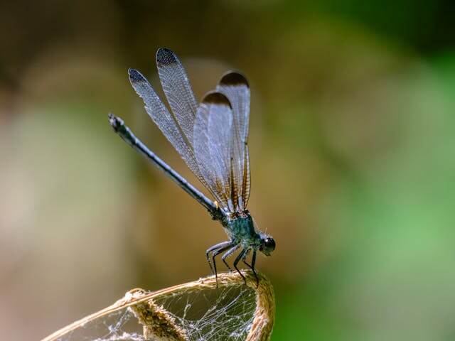 러브버그 퇴치 완벽 가이드