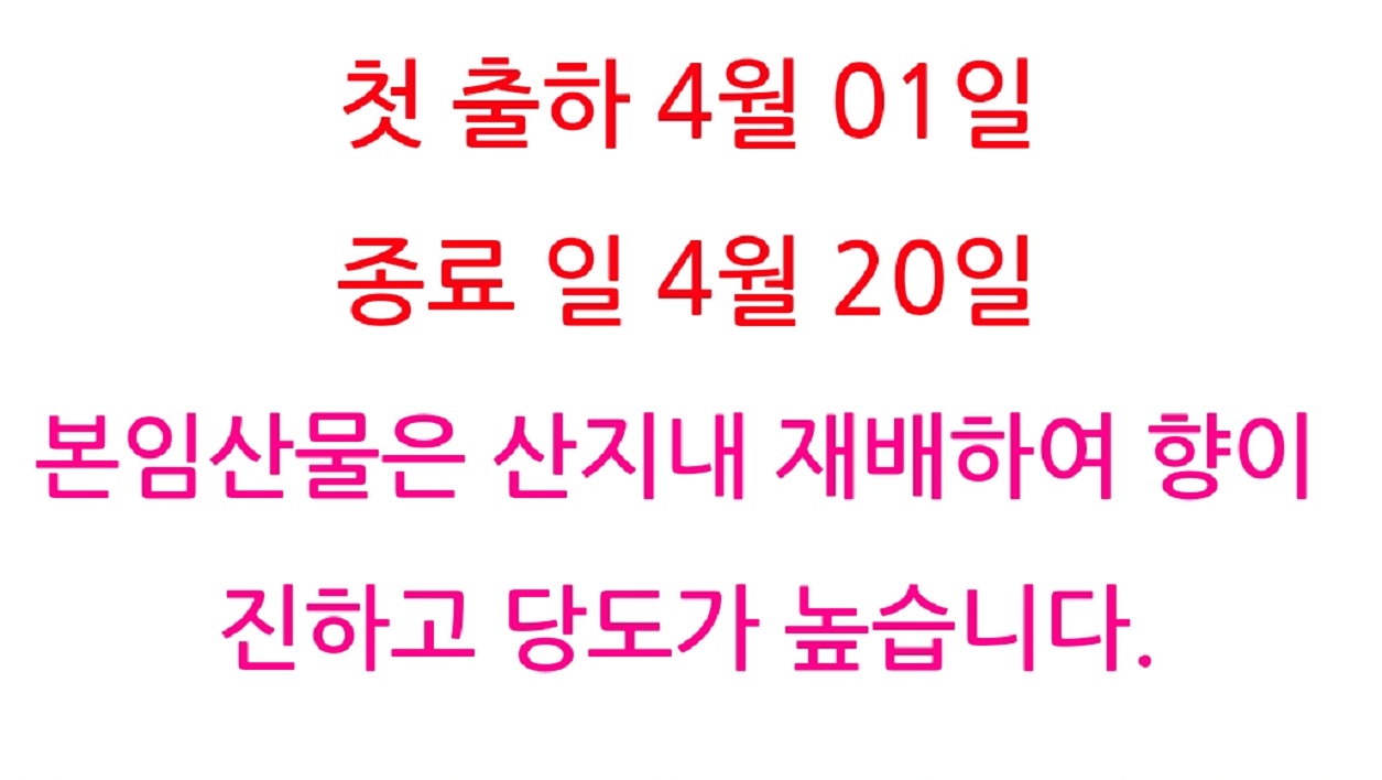 극한직업-고흥-참두릅-출하일