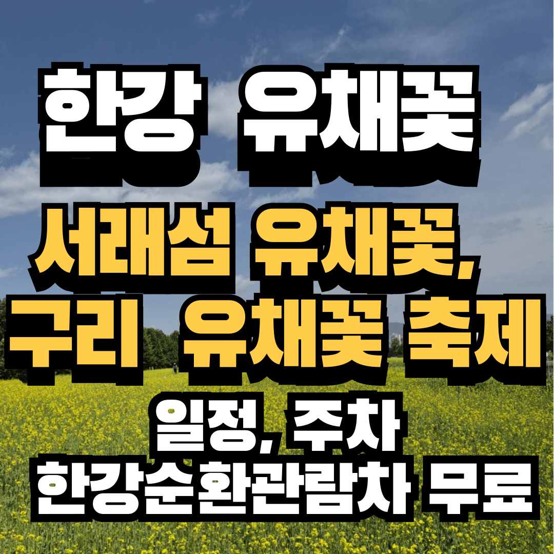 한강 주변, 서래섬 유채꽃 나들이, 구리 유채꽃 축제일정