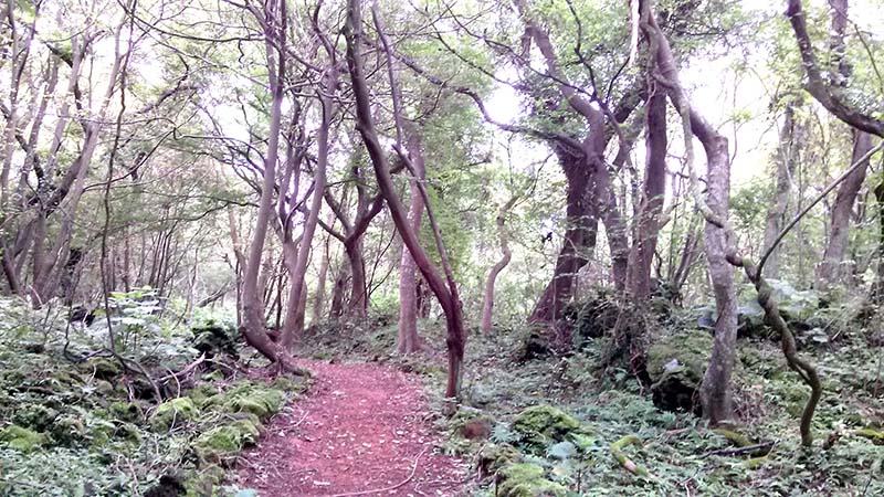 제주도(jejudo) 화순곶자왈