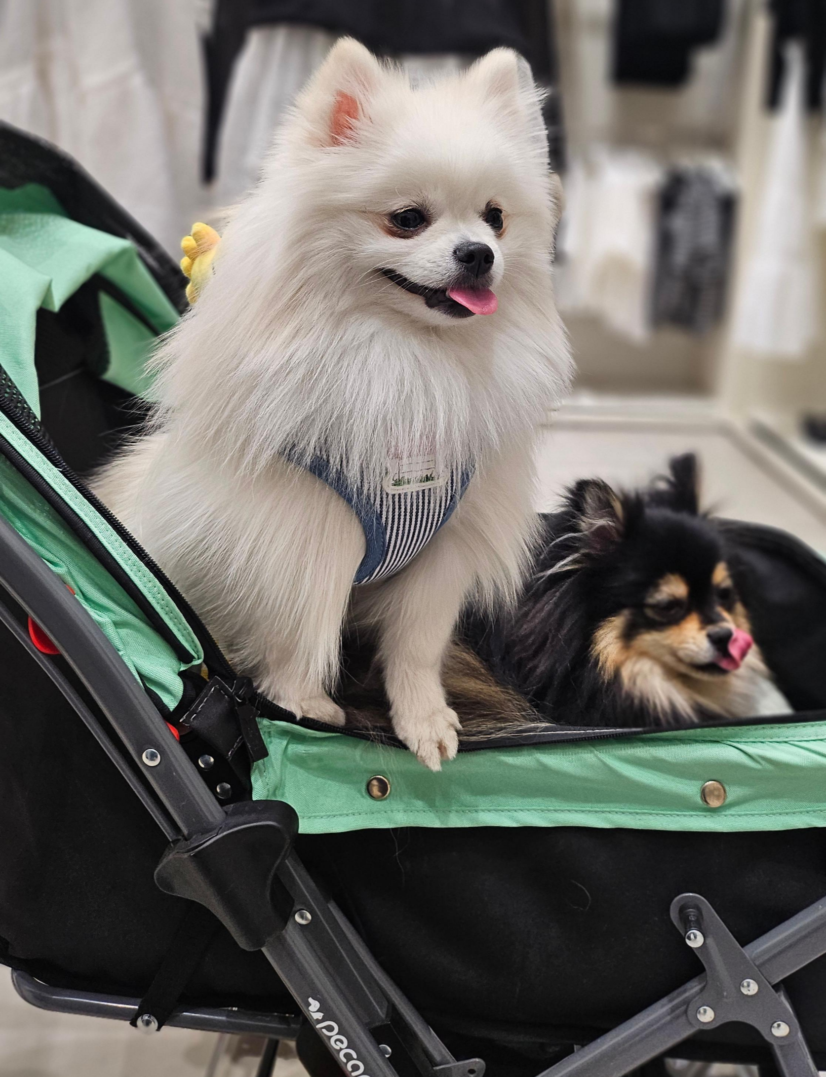 내려 달라고 요구 중인 하콩&amp;달콩