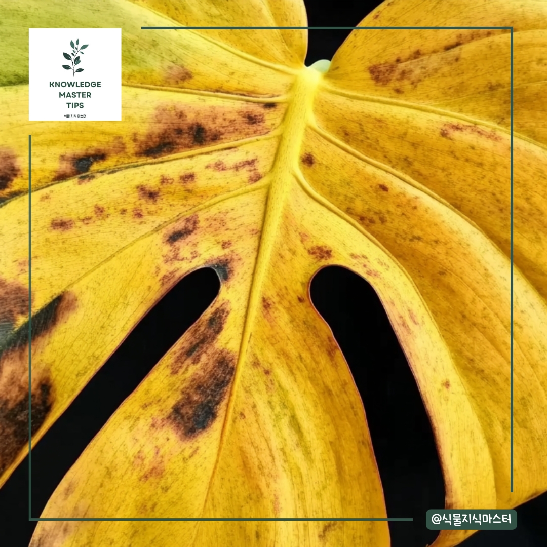 빛 부족과 과습 구별하기