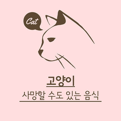 고양이-먹이-종류-썸네일