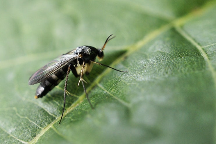 가을 장마 버섯파리 저자극 대응 3단락 가이드