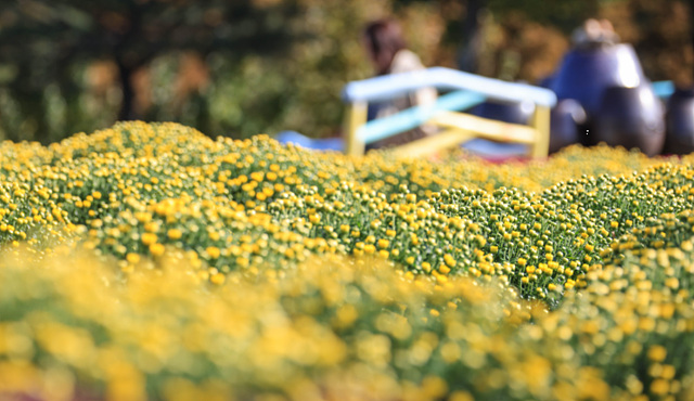 봄꽃구경 가볼만한 곳