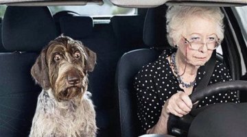 운전면허 적성검사 갱신