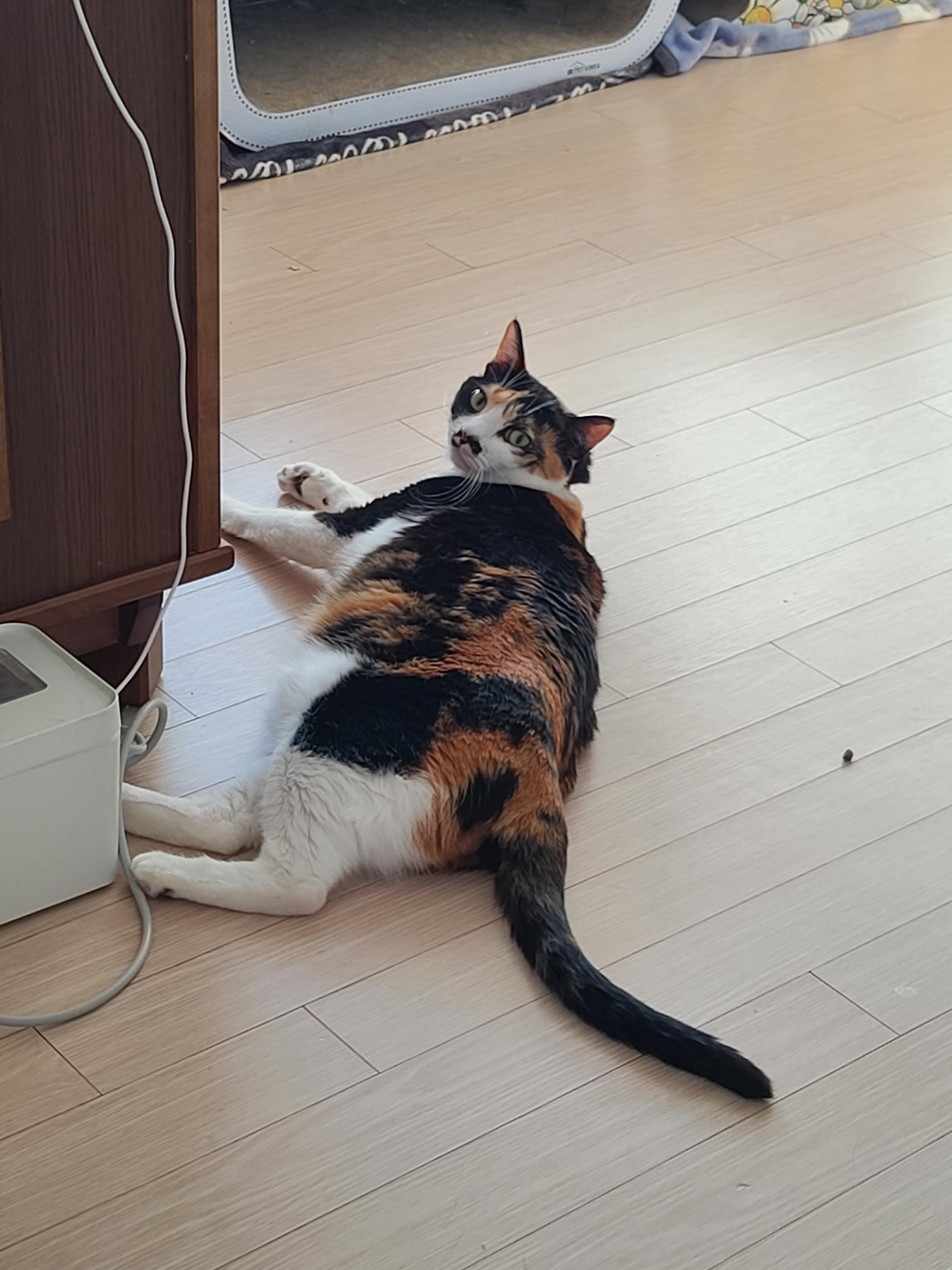 엄마를 깜짝 놀라게 한 다다. 그 이유는? (feat.다다가 좋아하는 것들)