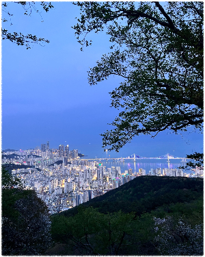 황령산벚꽃길