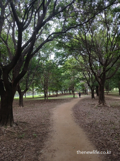 광나루 한강공원의 서울 맨발 걷기 좋은 울창한 숲길 – 깊은 나무 사이로 이어지는 맨발 걷기 길과 걷는 사람