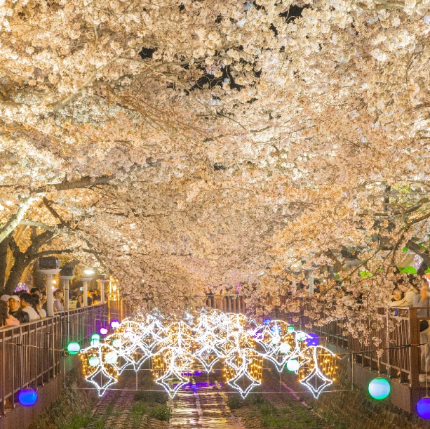 벚꽃 야경 투어