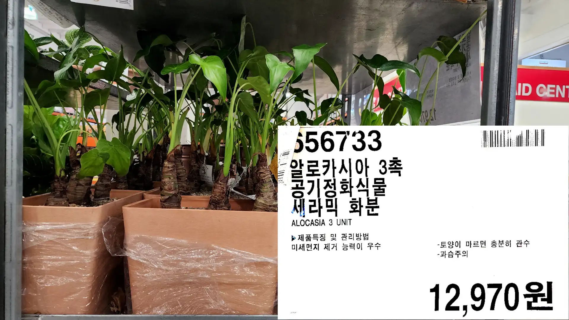 알로카시아 3촉
공기정화식물
세라믹 화분
ALOCASIA 3 UNIT
▶제품특징 및 관리방법
미세먼지 제거 능력이 우수
-토양이 마르면 충분히 관수
-과습주의
12,970원