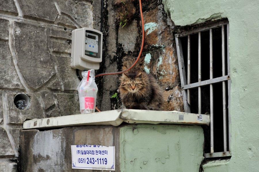 영도 산복도로 하나길에서 만난 길고양이