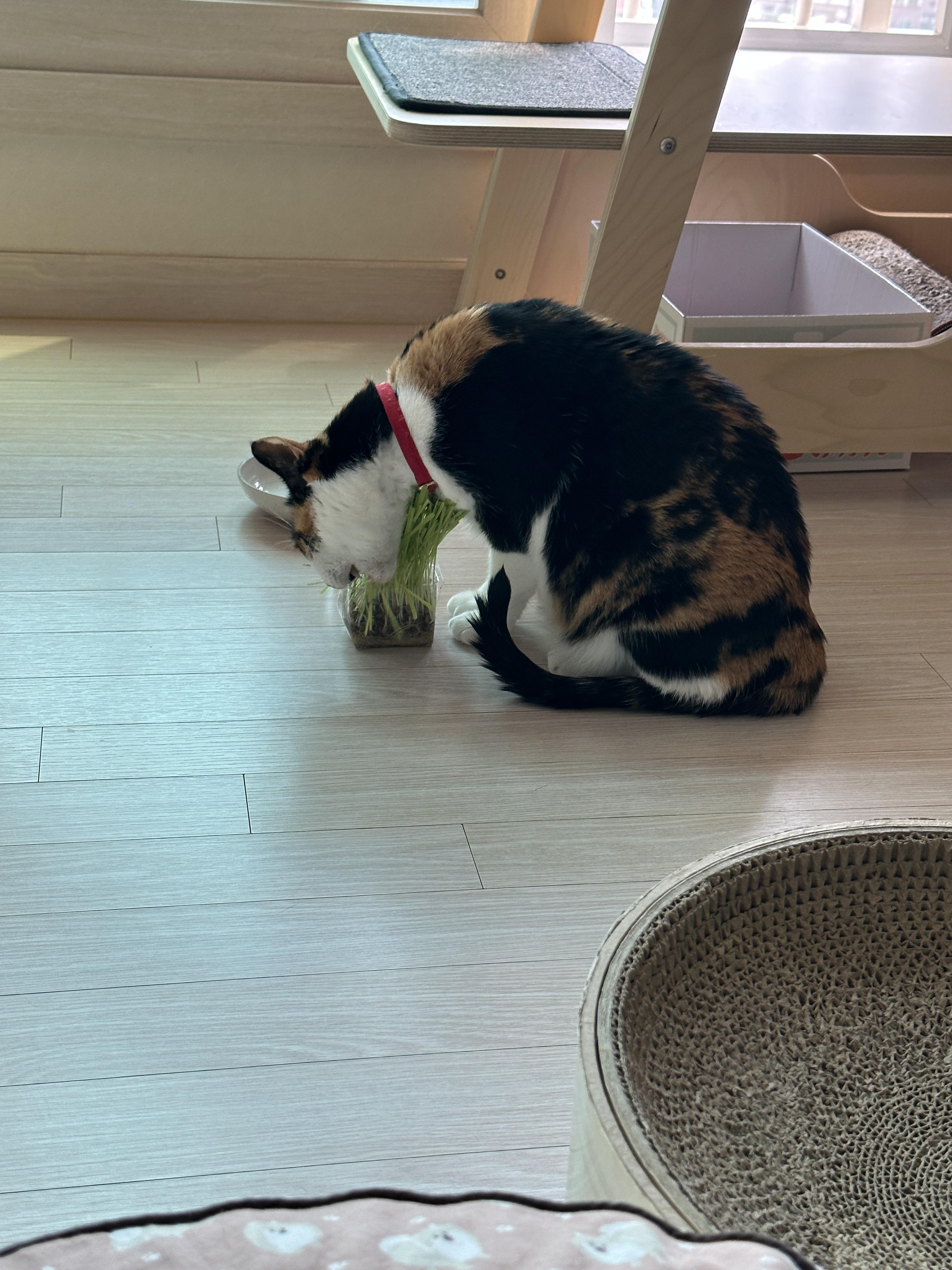 삼색이-고양이-다다의-캣글라스-먹방!