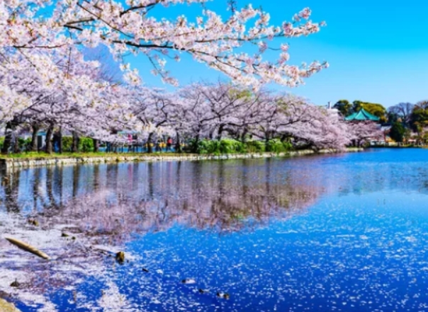 도쿄 우에노공원