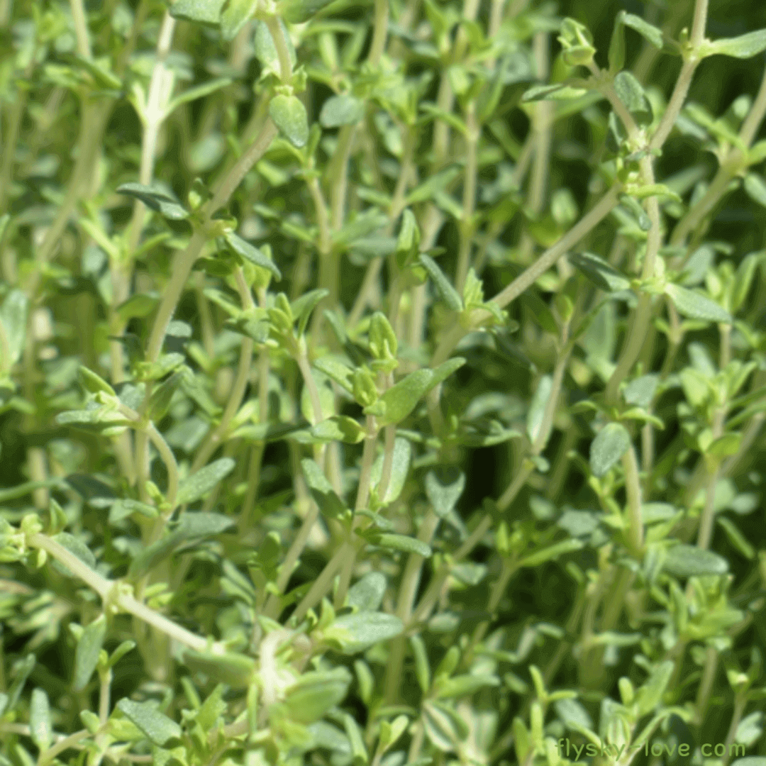 타임 (Thyme) , 타임 에센셜 오일