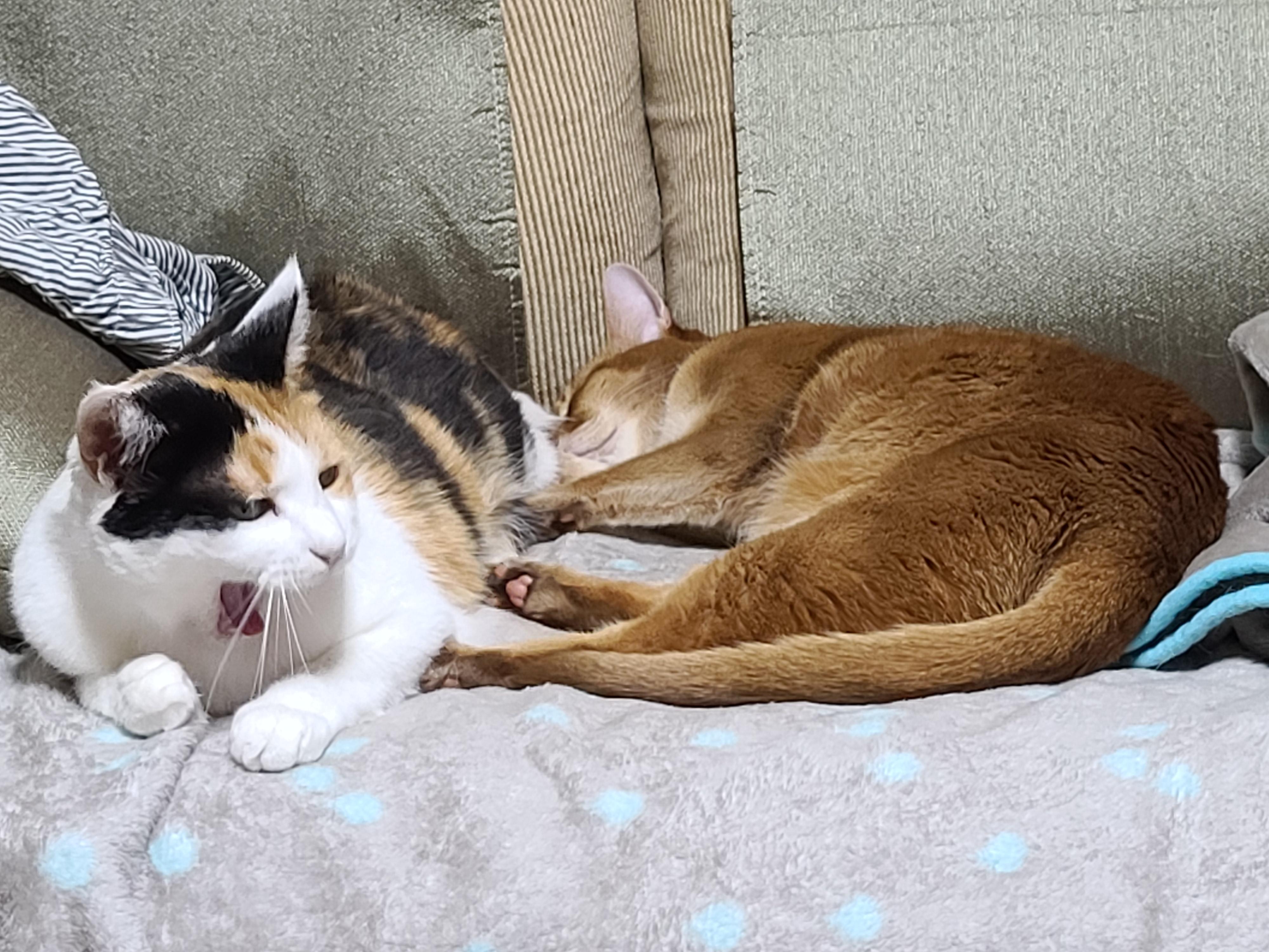 전기장판의 효과. 서로 데면데면한 고양이들에게 전기장판을 선물하세요.