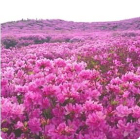 황매산 철쭉축제 등산코스 추천