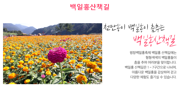 평창 백일홍 축제 기간 행사 내용 프로그램 장소 주소