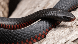 뱀을 보는 꿈해몽