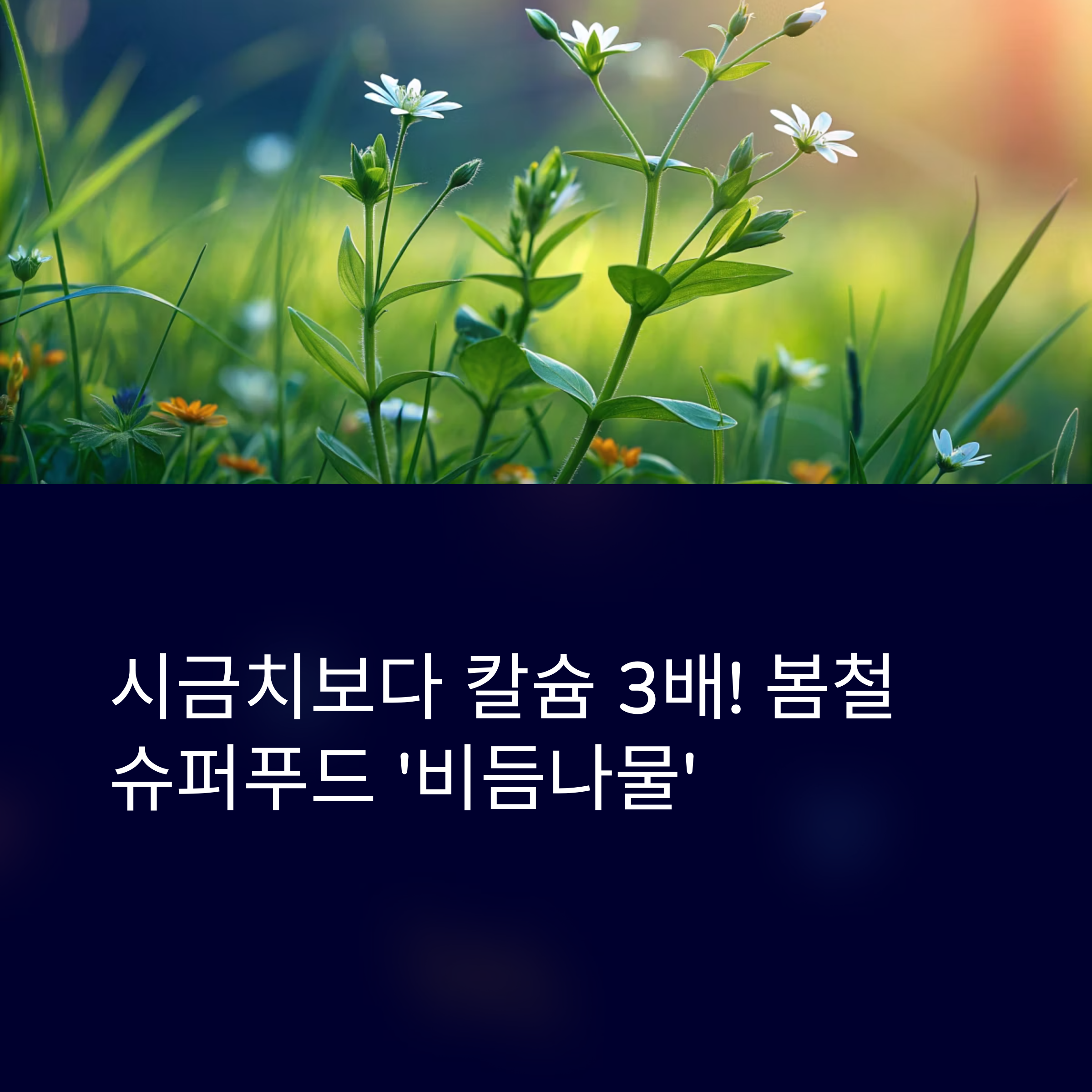 칼슘 폭탄 비듬나물, 알고 먹으면 보약!