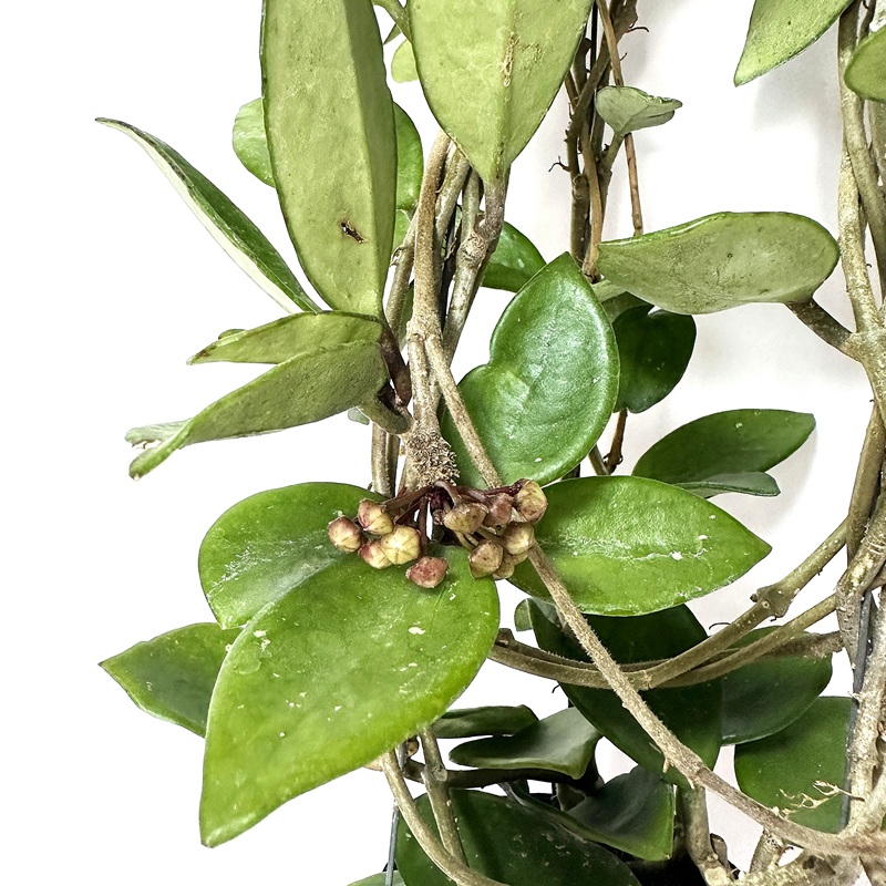 호야 키우기 수경재배 꽃피우기 물주기 꽃말