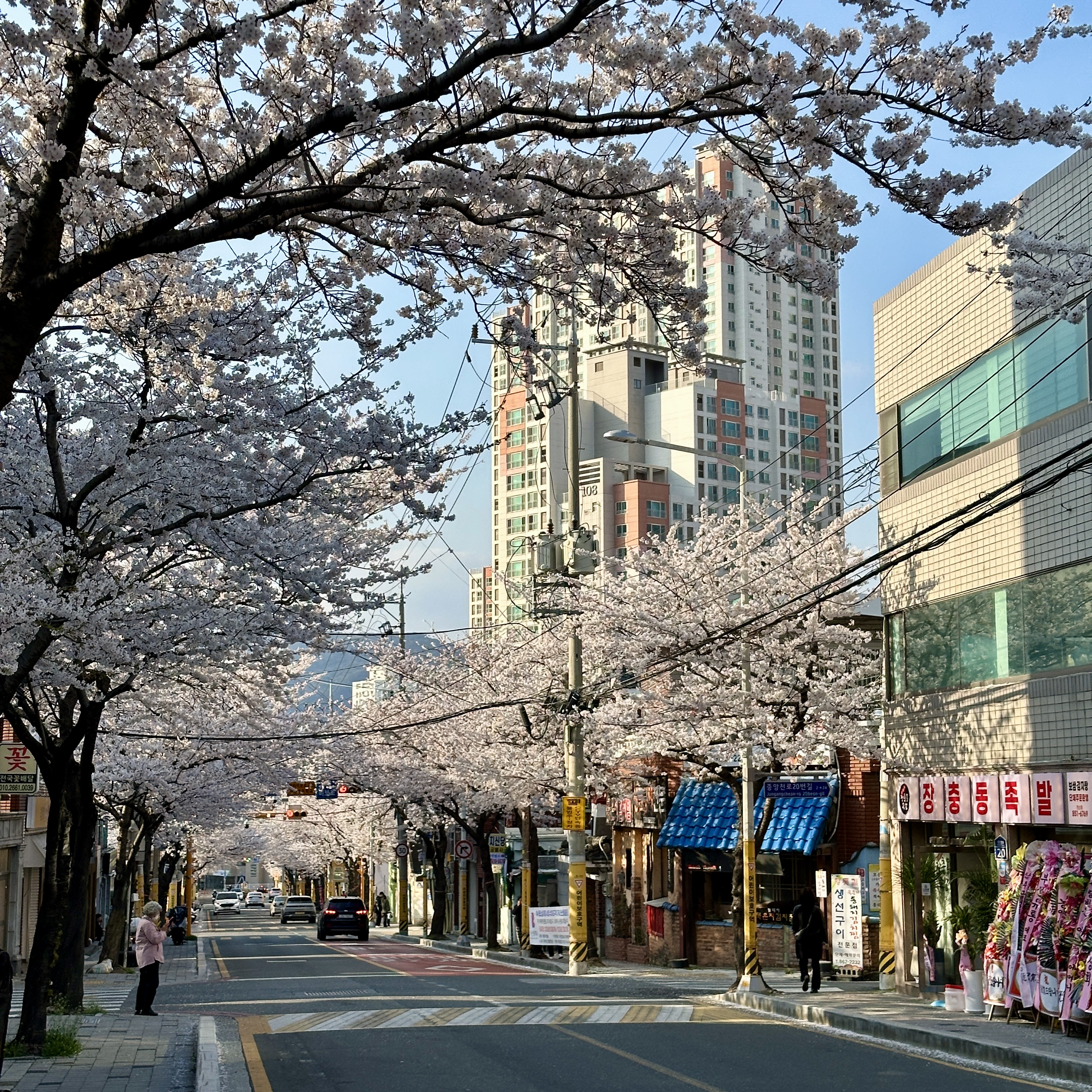 부산벚꽃명소_중앙천로_벚꽃길