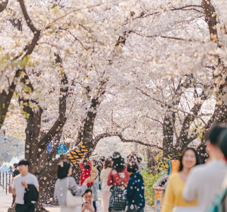 2025 벚꽃 개화시기