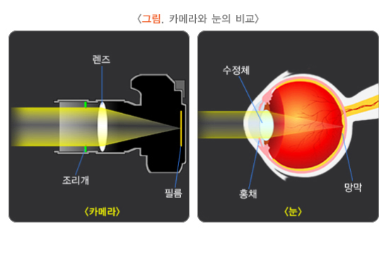 백내장 증상, 백내장 수술비용, 백내장 수술후 시력회복 기간 1. 사람눈