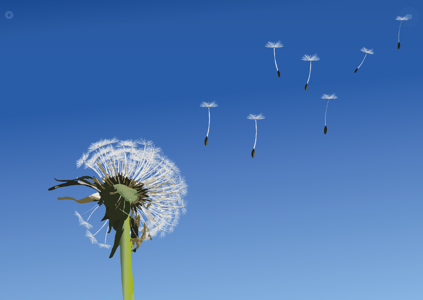 민들레 홀씨 날아가는 사진