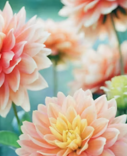 화양연화 뜻 한자 뜻