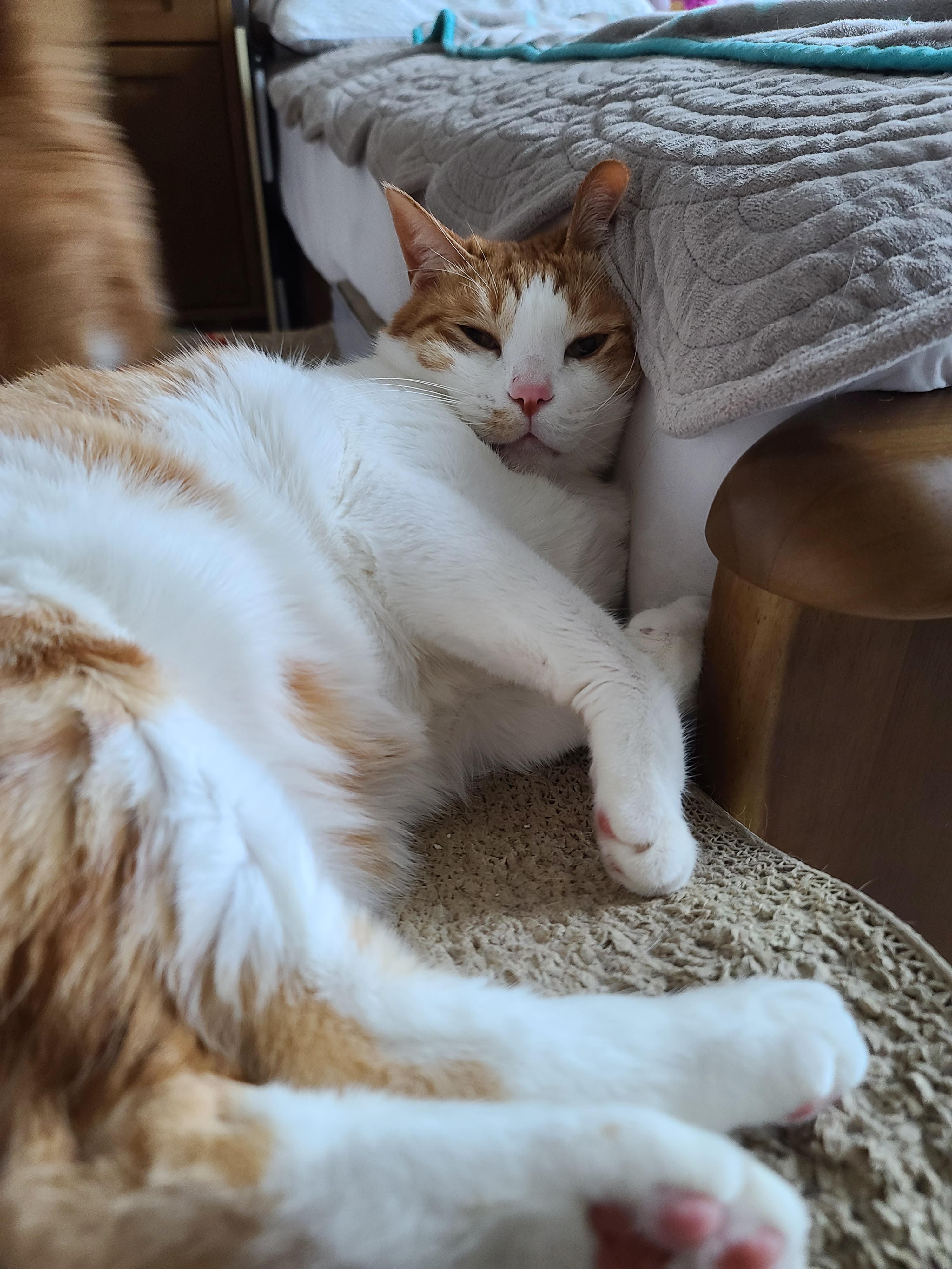 귀엽게 자는 고양이들. 비오는날 아홉냥이들.