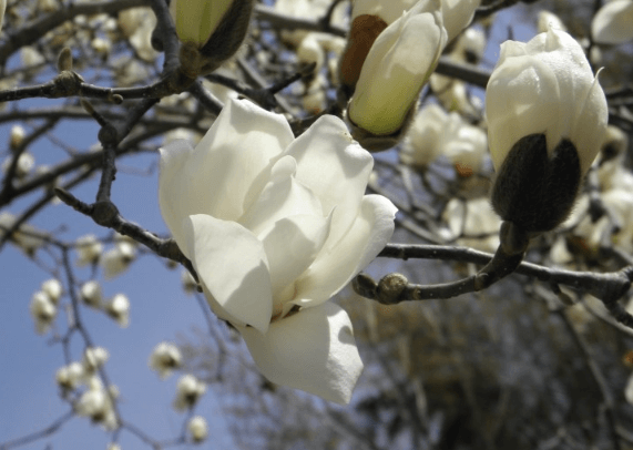 천리포수목원 목련축제