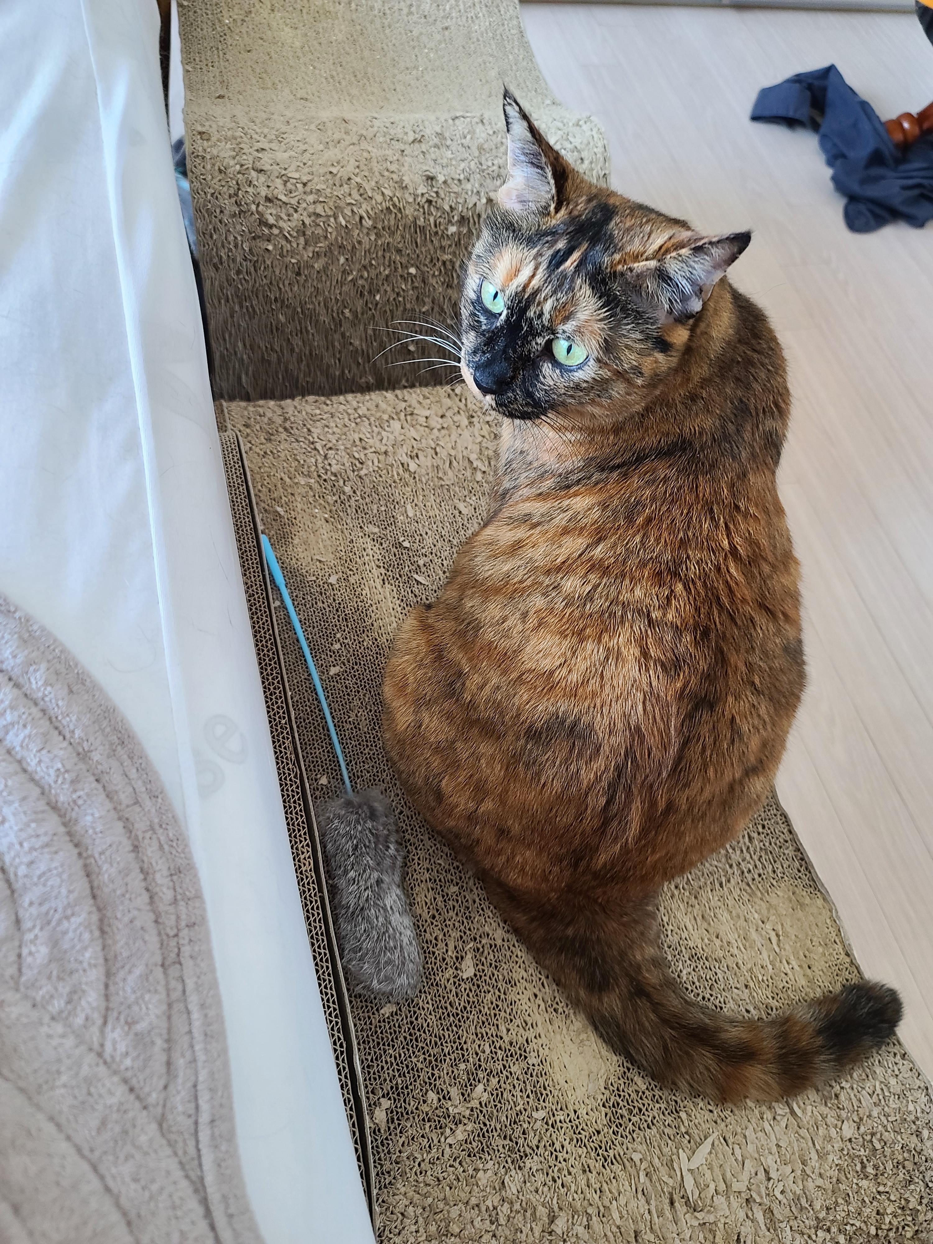 오랜만에 맑은 하늘이었던 날 아홉냥이네 고양이들.